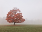 Fog & Foliage by Jennifer M. Macaulay